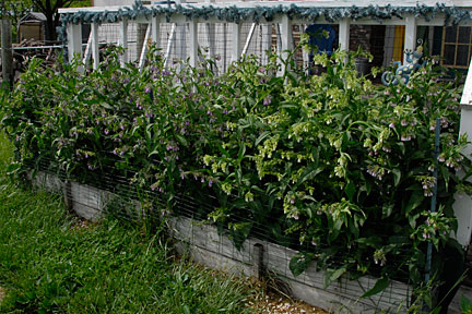 comfrey bed