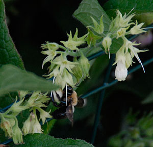 comfrey blossom