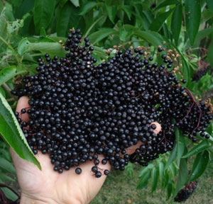 elderberry fruit