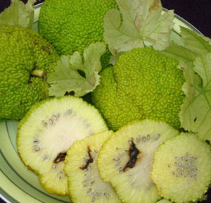 osage orange fruit and cut