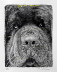 single-closeupdog